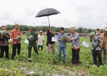 Warga Sei Tetumbu Sukses Panen Semangka Seberat 4 Ton, Bupati Kapuas Beri Apresiasi