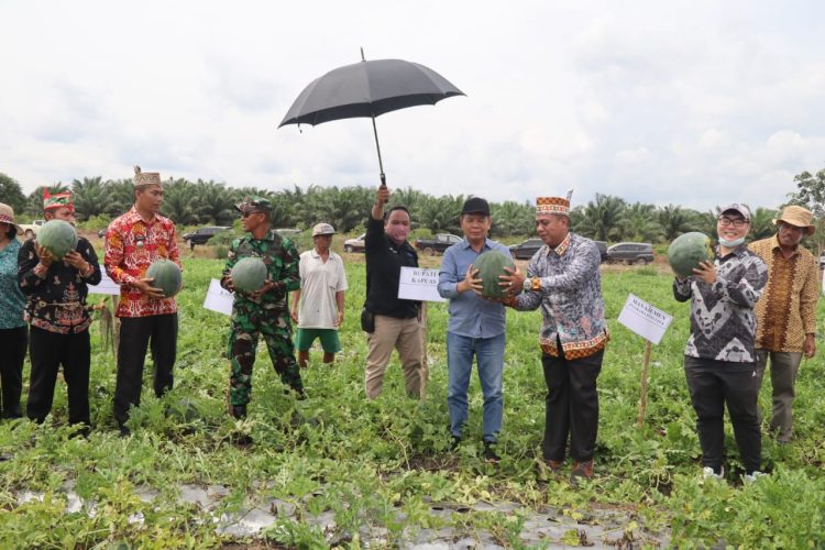 Warga Sei Tetumbu Sukses Panen Semangka Seberat 4 Ton, Bupati Kapuas Beri Apresiasi