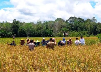 Dinas Pertanian Barut Gelar Panen Raya Bersama