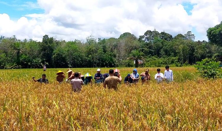 Dinas Pertanian Barut Gelar Panen Raya Bersama