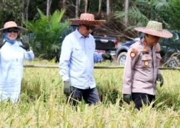 Luar Biasa, Hasil Panen di Lahan Poktan Mitra Laba Capai 8 Ton