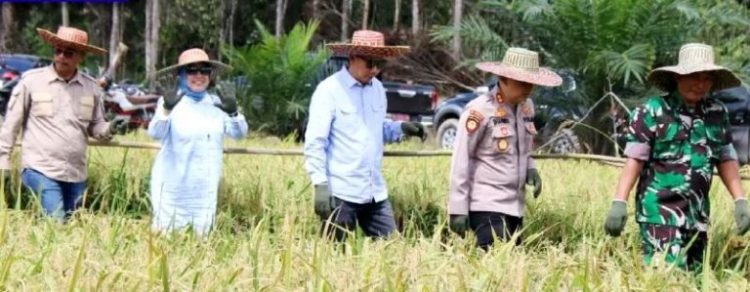 Luar Biasa, Hasil Panen di Lahan Poktan Mitra Laba Capai 8 Ton