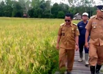 Pastikan Perkembangan Padi, Camat Teweh Selatan Tinjau Lahan Pokta Maju Mufakat