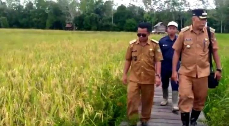 Pastikan Perkembangan Padi, Camat Teweh Selatan Tinjau Lahan Pokta Maju Mufakat