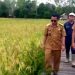 Pastikan Perkembangan Padi, Camat Teweh Selatan Tinjau Lahan Pokta Maju Mufakat