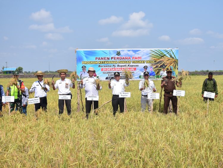 Pj Bupati Kapuas Apresiasi Panen Padi Perdana di Desa Saka Binjai