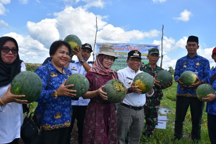Panen Perdana Semangka di Desa Pulau Keladan, Pj Bupati Ajak Masyarakat Manfaatkan Lahan Kosong