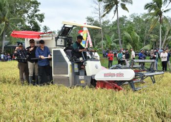Pj Bupati Kapuas Bersama Forkopimda Lakukan Panen Di Desa Warna Sari
