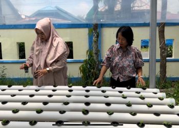DWP Disarpustaka Kapuas Kembangkan Budidaya Tanam Hidroponik