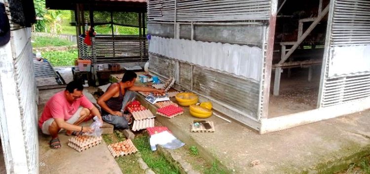 UPT Balai Pembibitan Ternak Distan Barut Kembangkan Usaha Ternak Ayam Petelur