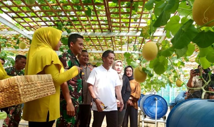 Pj Bupati dan unsur FKPD Panen Buah Melon di lahan Kodim 1013