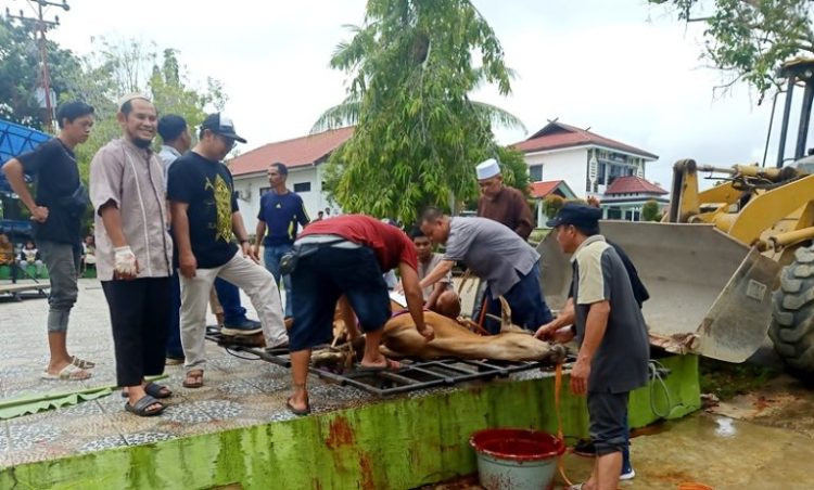 Dinas PUPR Sembelih Sembilan Ekor Sapi Qurban 