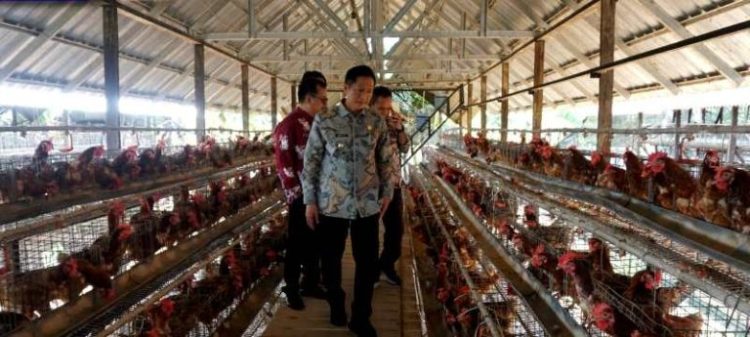 Pj Bupati Barut Tinjau Peternakan Ayam Petelur Perusda Batara Membangun