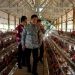 Pj Bupati Barut Tinjau Peternakan Ayam Petelur Perusda Batara Membangun