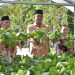 Pj Bupati Kapuas Apresiasi Program Disarpustaka, Berhasil Budidayakan Tanaman Pakcoy