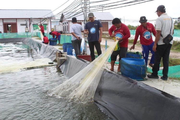 Gubernur Kalteng Pacu Shrimp Estate Sebagai Salah Satu Penghasil PAD dan Serap Tenaga Kerja Lokal