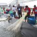 Gubernur Kalteng Pacu Shrimp Estate Sebagai Salah Satu Penghasil PAD dan Serap Tenaga Kerja Lokal