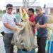 Dislutkan Prov. Kalteng Panen Parsial Pertama Udang Vaname Shrimp Estate Berkah
