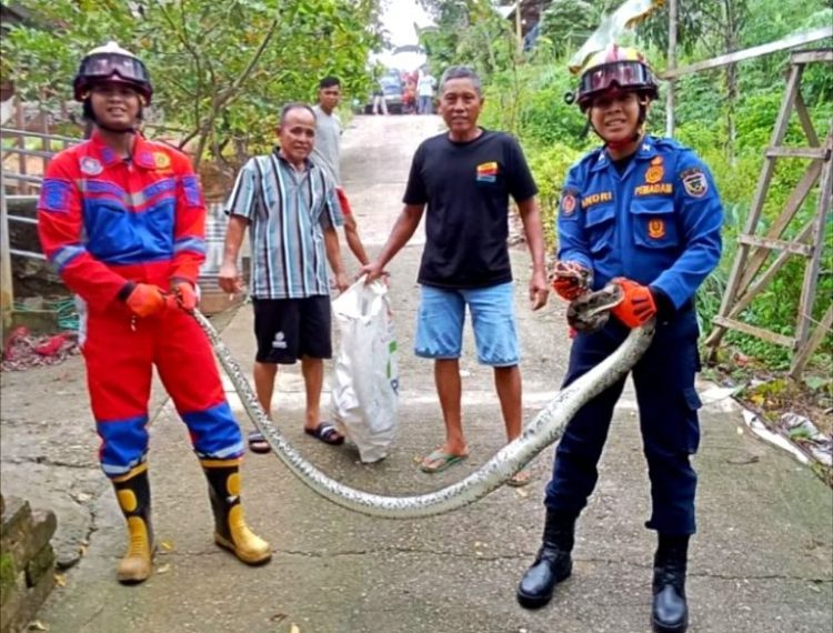 Ular Piton di Kandang Ternak Warga Berhasil di Evakuasi Petugas Damkarmat Barut