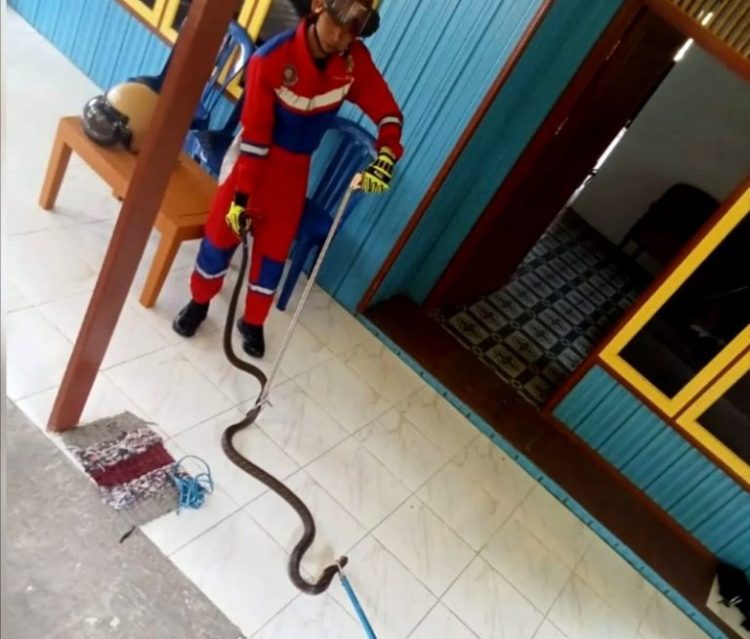 Tim Disdamkarmat Barut Evakuasi Ular King Cobra di Rumah Warga