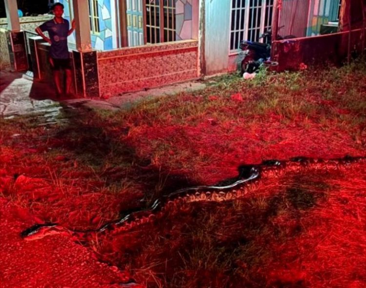 Disdamkarmat Barut Evakuasi Ular Piton 4 Meter di Halaman Rumah Warga