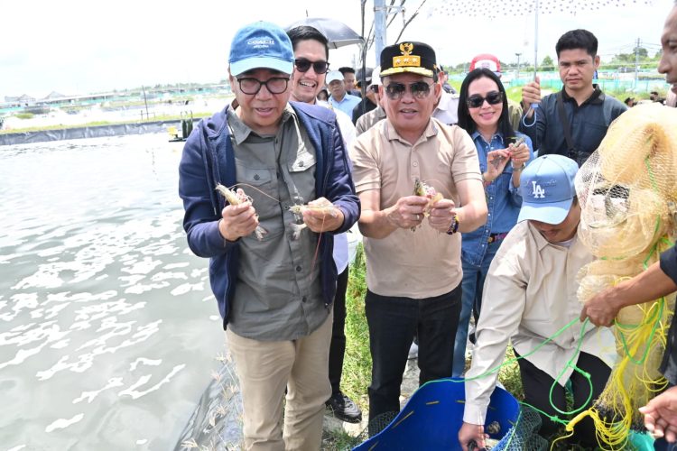 Gubernur Kalteng Panen Parsial Udang Vaname Shrimp Estate Berkah