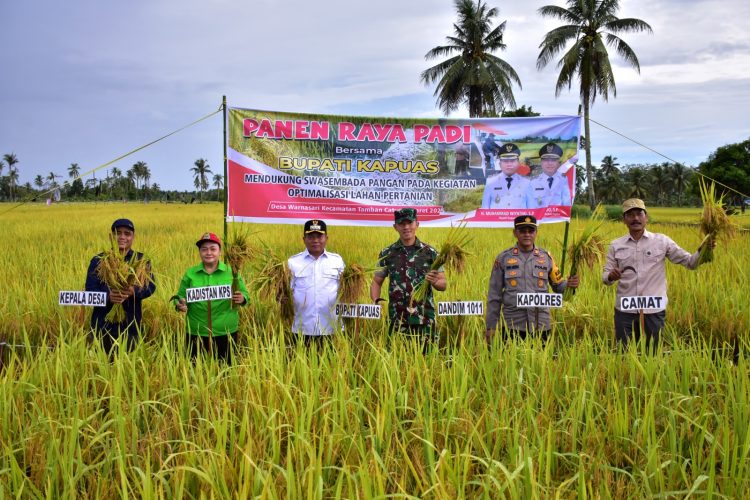 Bupati Kapuas Panen Raya Padi di Kecamatan Tamban Catur
