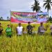 Bupati Kapuas Panen Raya Padi di Kecamatan Tamban Catur