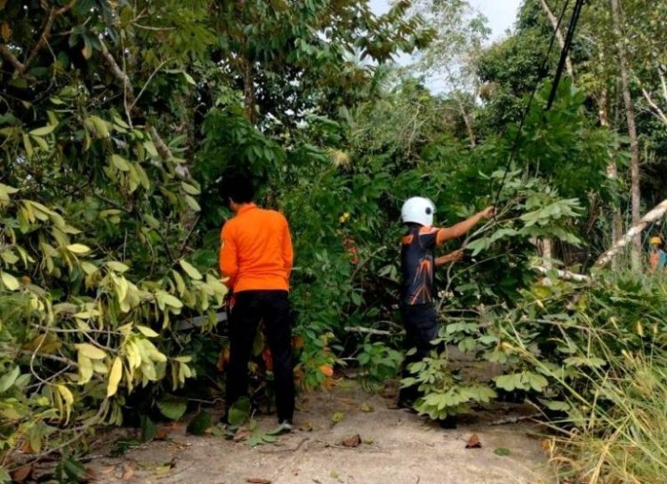 Anggota TRC Pusdalops BPBD Barut dan PLN Tangani Pohon Tumbang