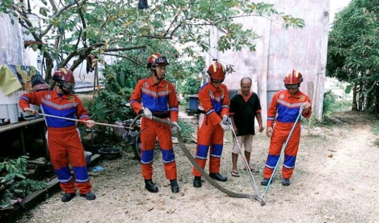 Masuk Pekarangan Warga, Ular king Cobra di Evakuasi Disdamkarmat Barut