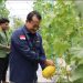 Dinas TPHP Prov Kalteng Jalin Kerjasama Smart Farming dengan UPN Yogyakarta, Untuk Tingkatkan Produksi Hortikultura