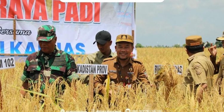 Kadis TPHP Prov Kalteng Kawal Panen Padi Lokal di Kabupaten Kapuas