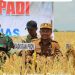 Kadis TPHP Prov Kalteng Kawal Panen Padi Lokal di Kabupaten Kapuas