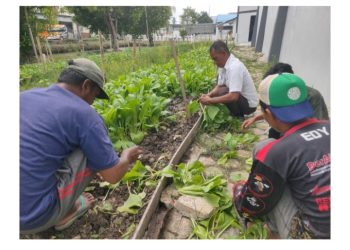 Rutan Kapuas Panen Sawi, Wujud Nyata Program Pembinaan Kemandirian Warga Binaan