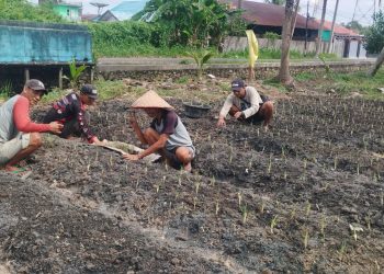Bina Warga Binaan, Rutan Kapuas Laksanakan Penanaman Bawang Prei
