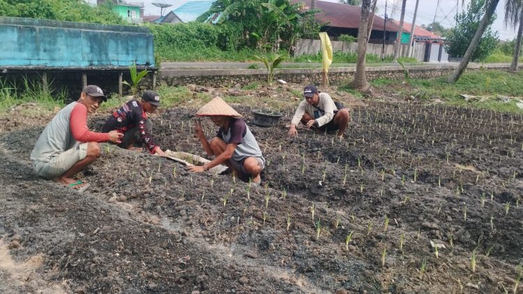 Bina Warga Binaan, Rutan Kapuas Laksanakan Penanaman Bawang Prei