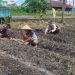 Bina Warga Binaan, Rutan Kapuas Laksanakan Penanaman Bawang Prei