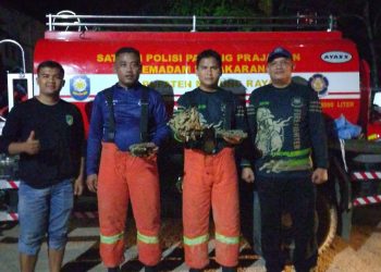 Tim Rescue Damkar Mura Kembali Evakuasi Sarang Tawon Vespa di Pemukiman Warga