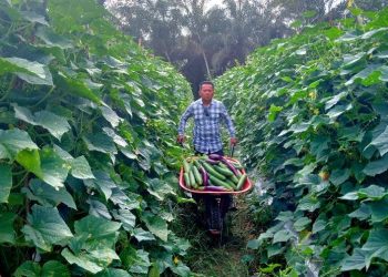 Dewan Apresiasi Petani Hortikultura, Hasilkan Pendapatan Hingga Ratusan Ribu Rupiah per hari