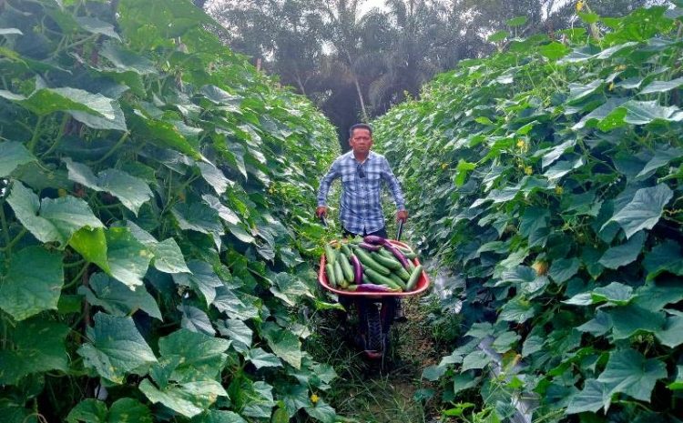 Dewan Apresiasi Petani Hortikultura, Hasilkan Pendapatan Hingga Ratusan Ribu Rupiah per hari