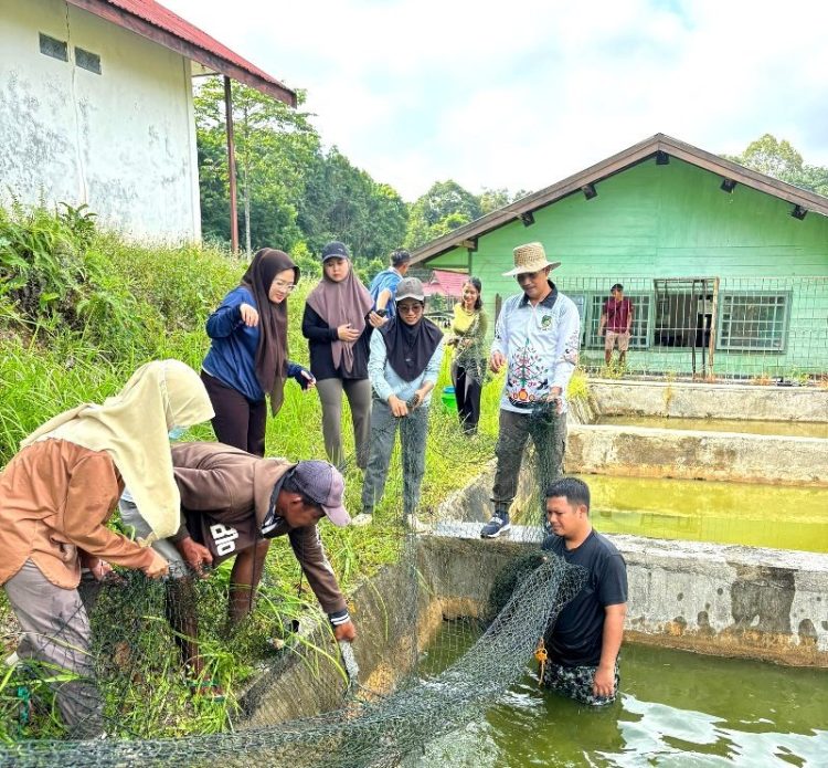 DKPP Barut Gelar Panen Bibit Ikan