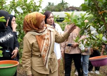 Panen Jambu Kristal di Lanjas, Dinas Pertanian Barut Perkuat Ketahanan Panagan Daerah