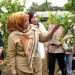 Panen Jambu Kristal di Lanjas, Dinas Pertanian Barut Perkuat Ketahanan Panagan Daerah
